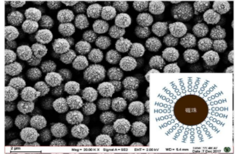 羧基磁珠5um 羧基磁珠5um