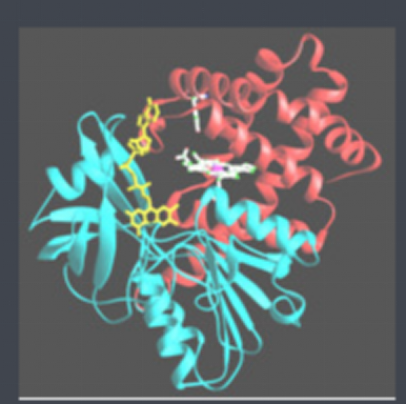 半乳糖-過(guò)氧化氫酶 半乳糖-過(guò)氧化氫酶