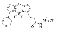 BDP R6G hydrazide，一種硼二吡咯烯染料