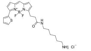 BDP 558/568 amine 氨基修飾的硼二吡咯烯染料