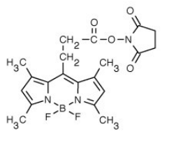 BODIPY 493/503 NHS 酯（琥珀酰亞胺酯）