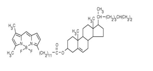 4,4-二氟-5,7-二甲基-4-硼-3a,4a-二氮雜-s-茚并三-3-十二烷酸酯 (CholEsteryl BODI