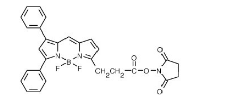 BODIPY 530/550 NHS 酯（琥珀酰亞胺酯）