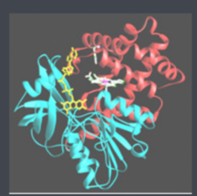 麥芽糖-過(guò)氧化氫酶 麥芽糖-過(guò)氧化氫酶