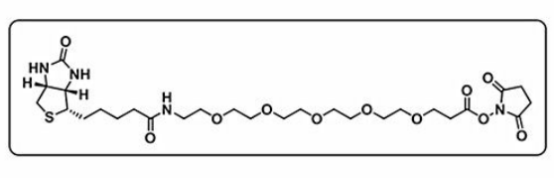Biotin-PEG5-NHS ester Biotin-PEG5-NHS ester