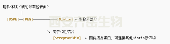 DSPE-PEG-BIOTIN 和鏈霉親和素反應(yīng)原理