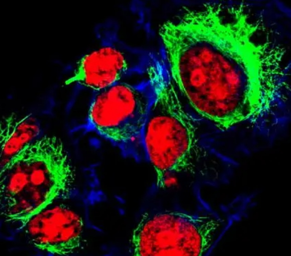 羅丹明-d-lys 羅丹明-d-lys