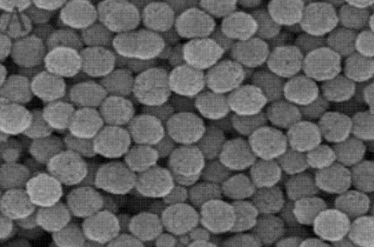 Fe3O4磁性納米顆粒 Fe3O4磁性納米顆粒